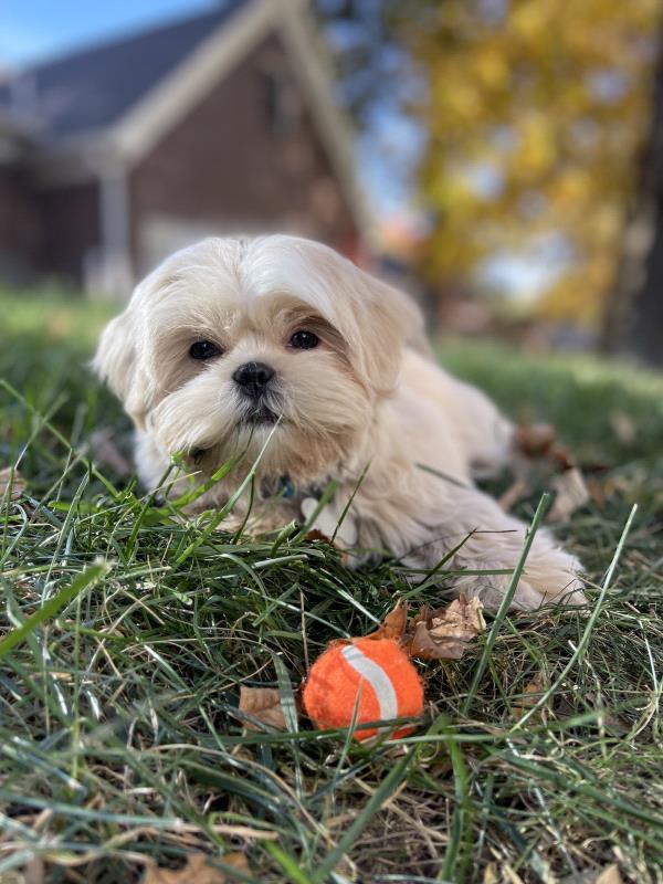 /Images/uploads/Warrick Parks Foundation/pippero-pup-park/entries/26550.jpg